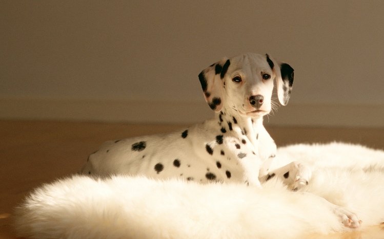 Dalmatian Theme screenshot #15