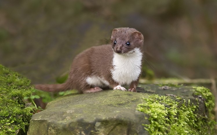 Ferret Theme screenshot #12