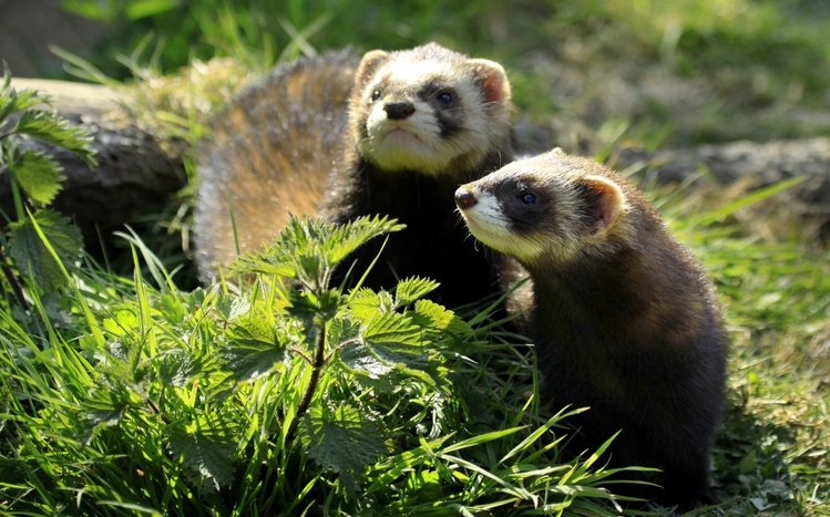 Ferret Theme screenshot #4