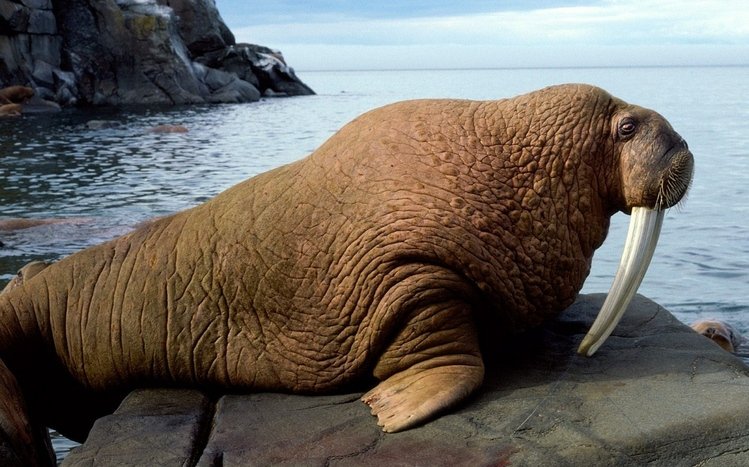 Walrus Theme screenshot #10