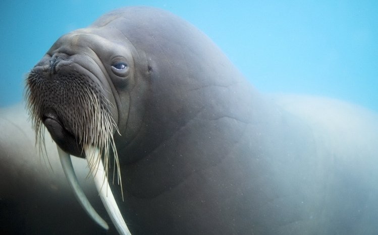 Walrus Theme screenshot #4