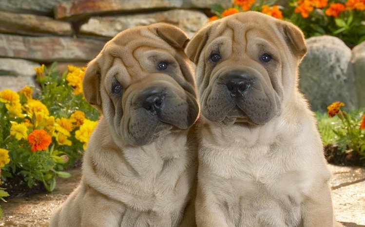 Shar pei, shar pei, wrinkle dog, HD phone wallpaper | Peakpx