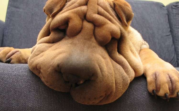 Shar Pei Theme screenshot #11