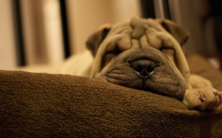 Shar Pei Theme screenshot #12