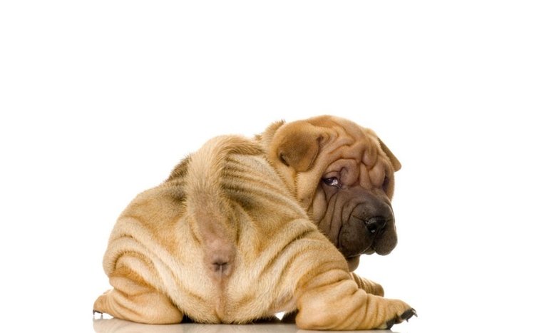 Shar Pei Puppy Sleeping On The Floor Stock Photo - Download Image Now - Shar-Pei,  Dog, Puppy - iStock