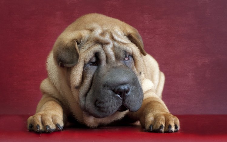 Shar Pei Theme screenshot #5