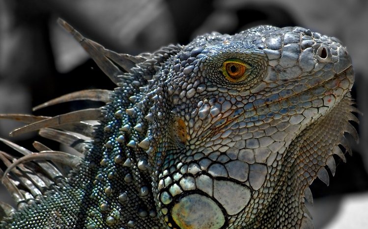 Reptile Theme screenshot #12