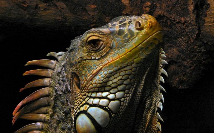 Reptile Theme screenshot #16