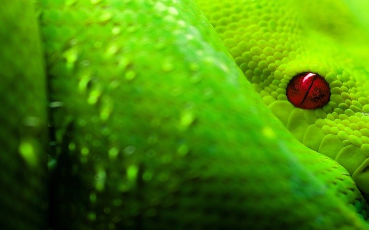 Reptile Theme screenshot #17