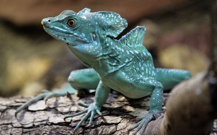 Reptile Theme screenshot #7