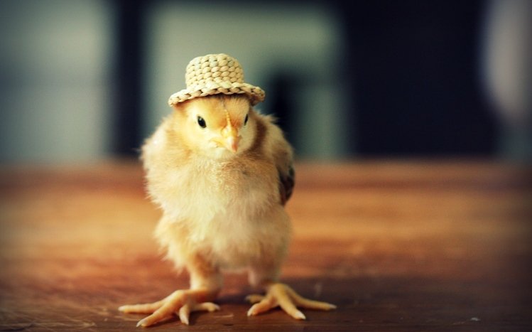 Chicken Theme screenshot #12