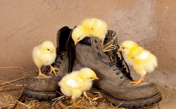 Chicken Theme screenshot #14