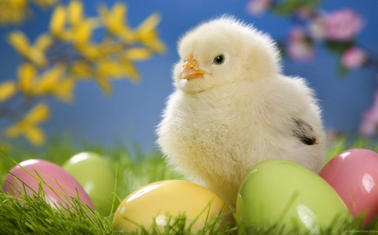 Chicken Theme screenshot #15