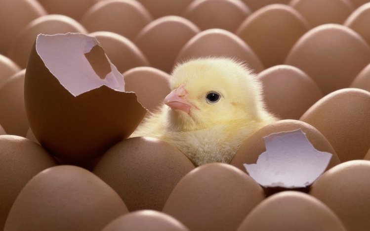 Chicken Theme screenshot #16