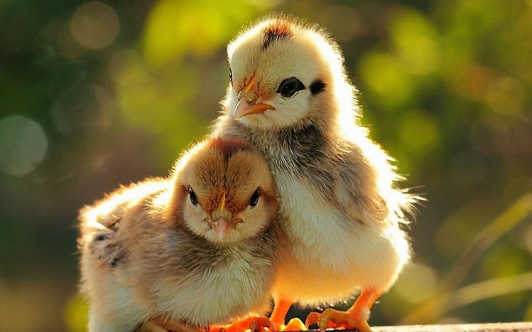 Chicken Theme screenshot #17