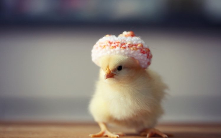 Chicken Theme screenshot #6