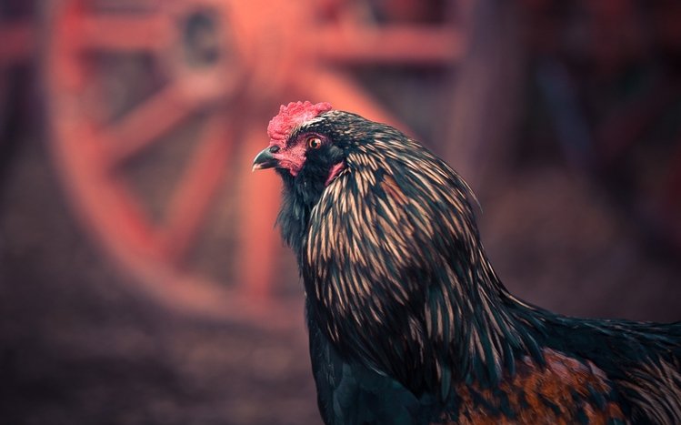 Chicken Theme screenshot #7