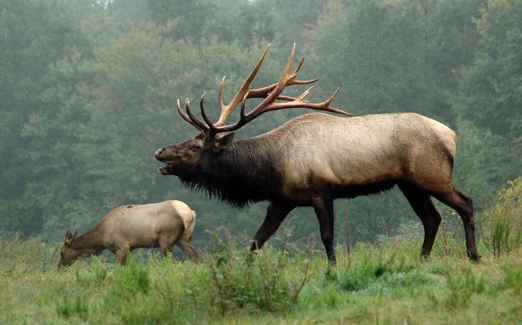 elk fighting wallpaper
