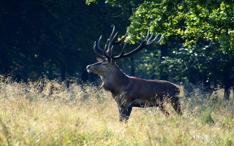 Elk Theme screenshot #6