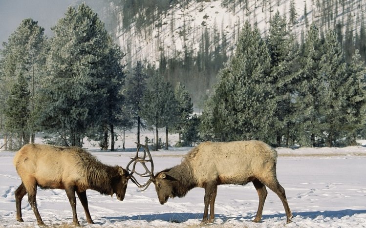 Elk Theme screenshot #8