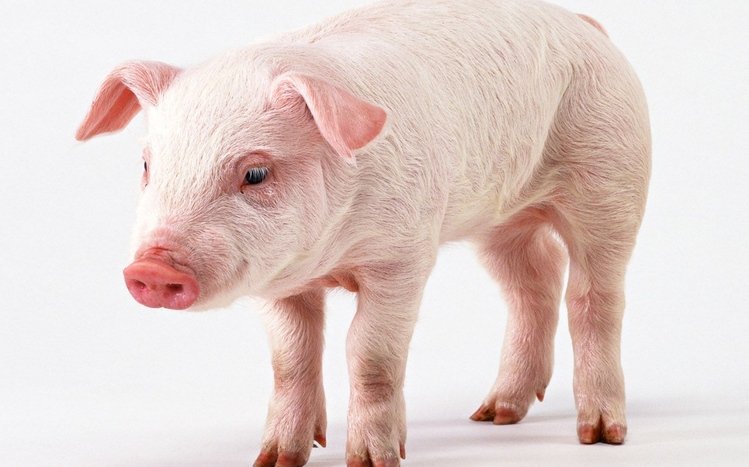 Pig Theme screenshot #10