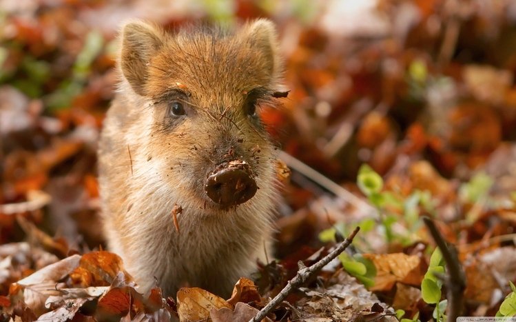 Pig Theme screenshot #8