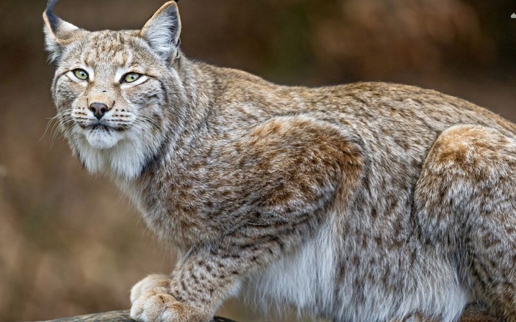 Bobcat Theme screenshot #1