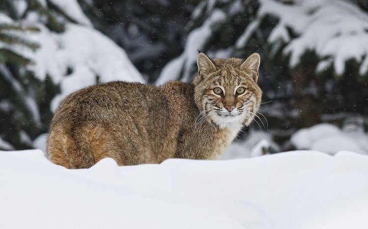 Bobcat Theme screenshot #10