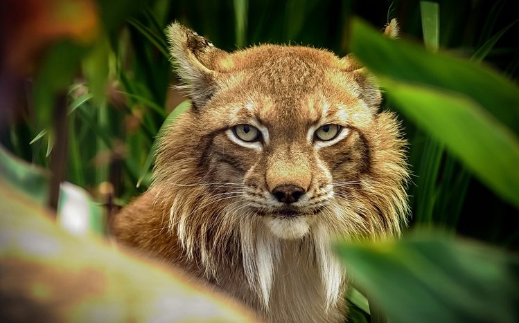 Bobcat Theme screenshot #12