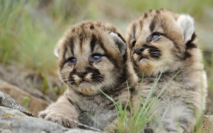 Bobcat Theme screenshot #14