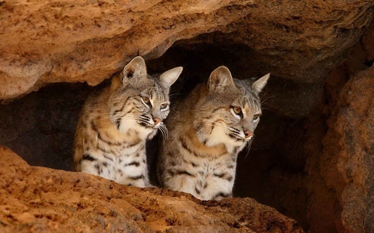 Bobcat Theme screenshot #2