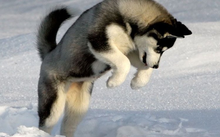 Siberian Husky Theme screenshot #1