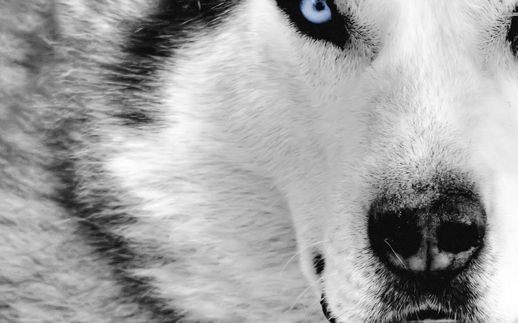 Siberian Husky Theme screenshot #12