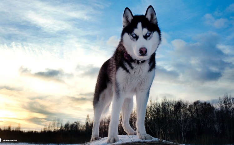 Siberian Husky Theme screenshot #15