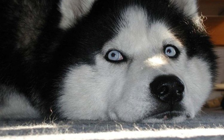 Siberian Husky Theme screenshot #16
