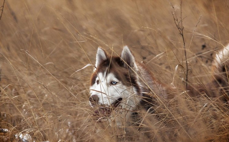 Siberian Husky Theme screenshot #8