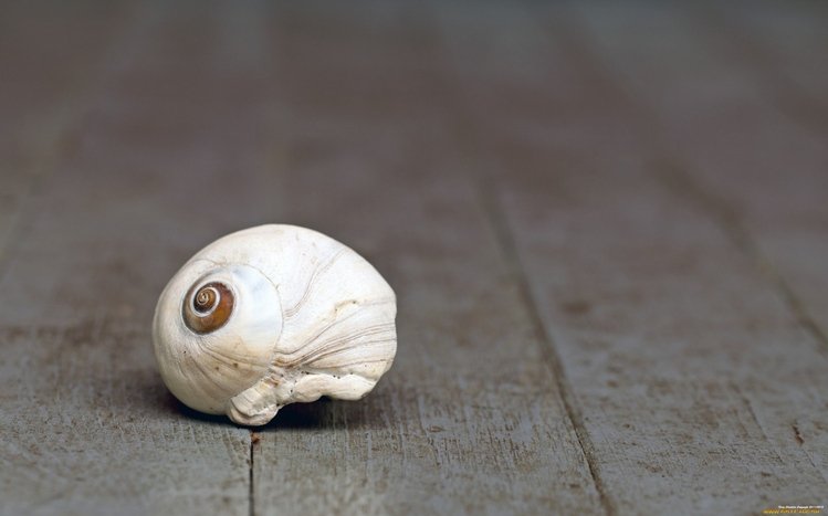 Shell Theme screenshot #16