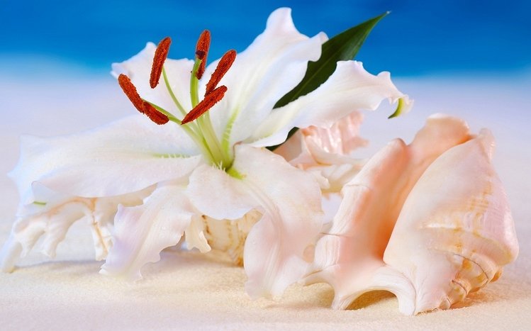 Shell Theme screenshot #17