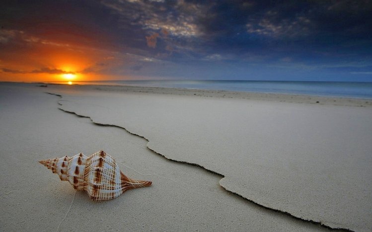 Shell Theme screenshot #20