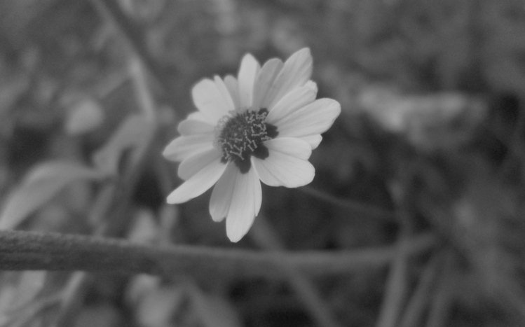 Black And White  Theme screenshot #9