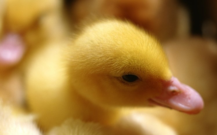 Cute Theme screenshot #9