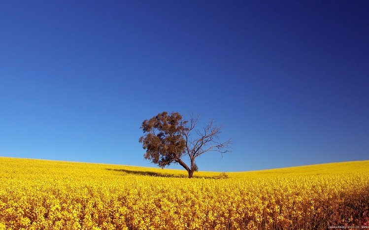 Beautiful  Theme screenshot #15