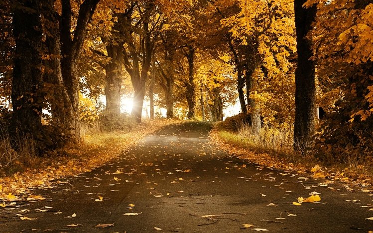 Beautiful  Theme screenshot #13