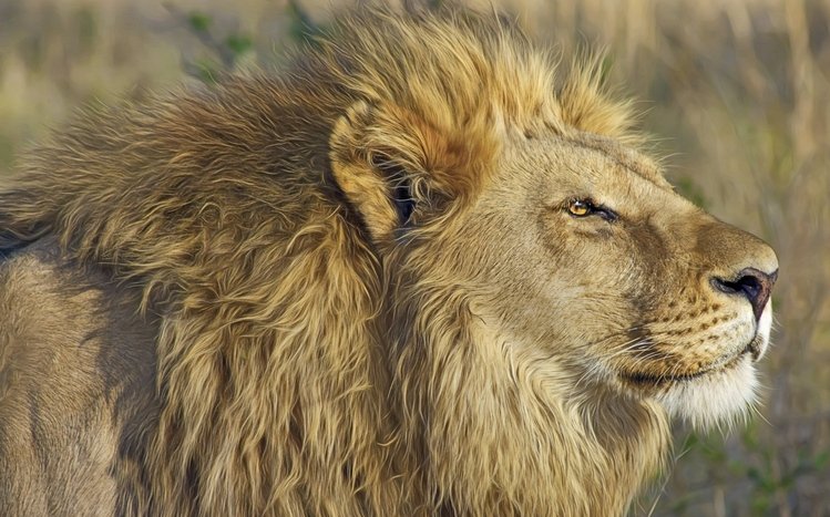 Lion Theme screenshot #7