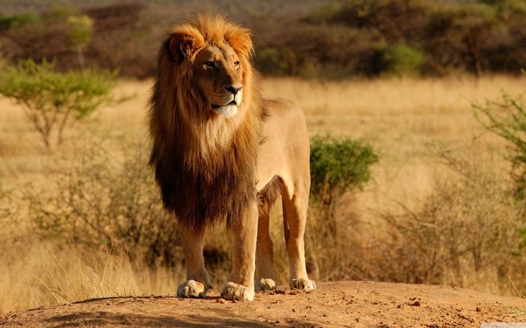 Lion Theme screenshot #4