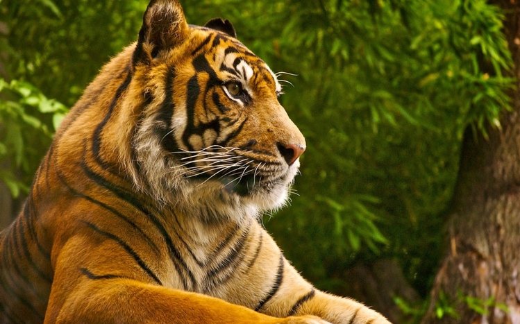 Tiger Theme screenshot #3