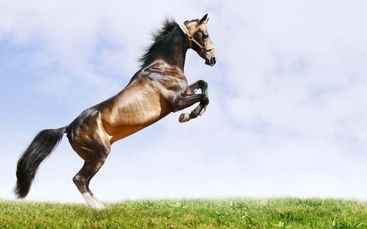 Horse Theme screenshot #2