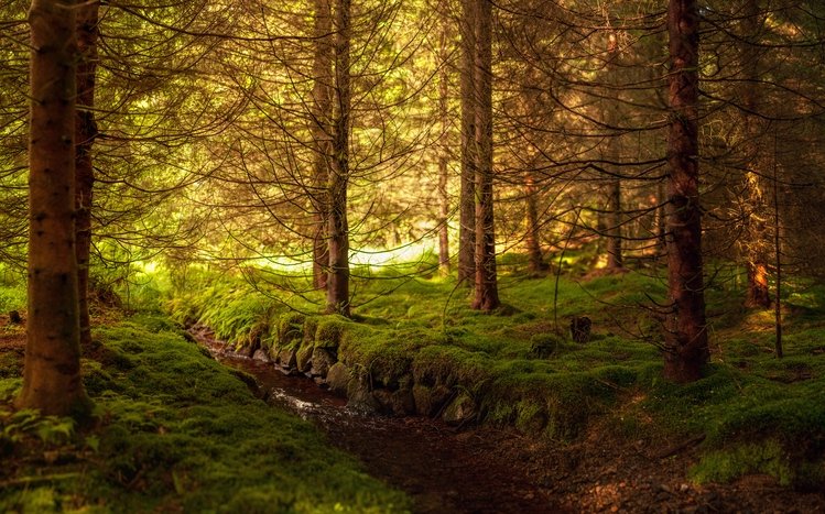 Forest Theme screenshot #13