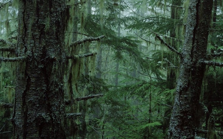 Forest Theme screenshot #12