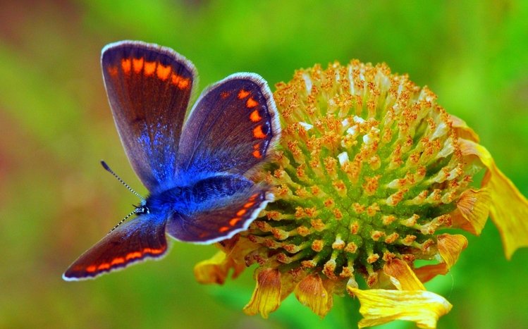 Butterfly Theme screenshot #4